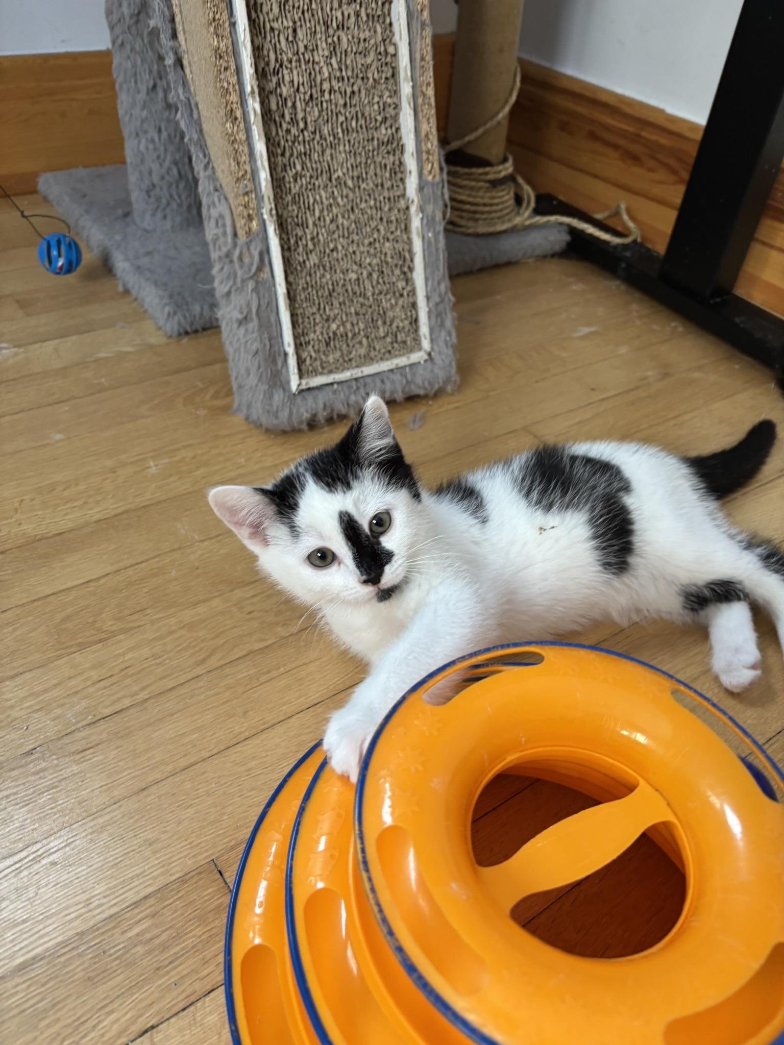 Split FA/FF ID 10552