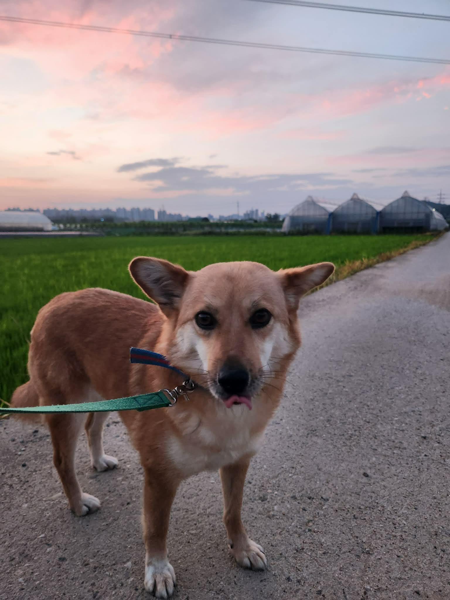GAJI, Adoptable, Young Female Shiba Inu & Corgi.