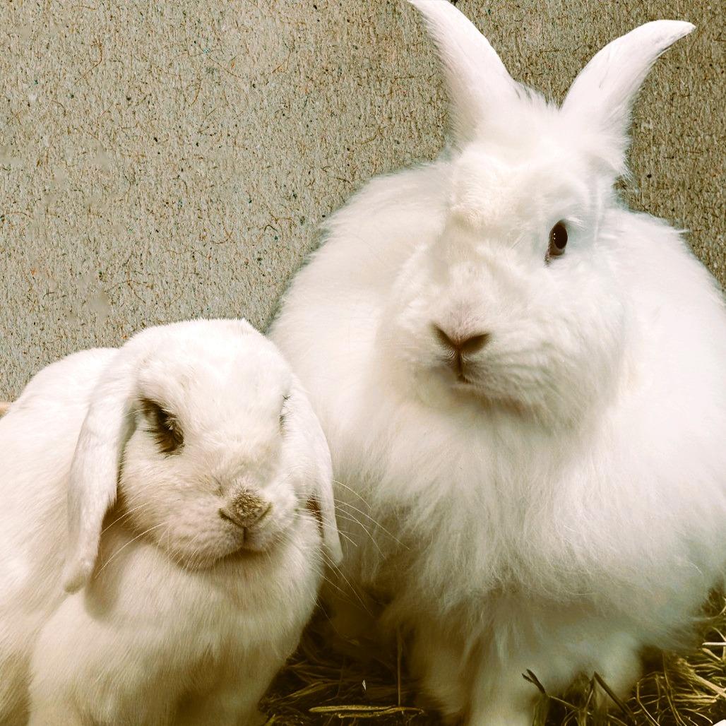 Buffy with Willow, Adoptable, Adult Female Mini Lop & Bunny Rabbit.