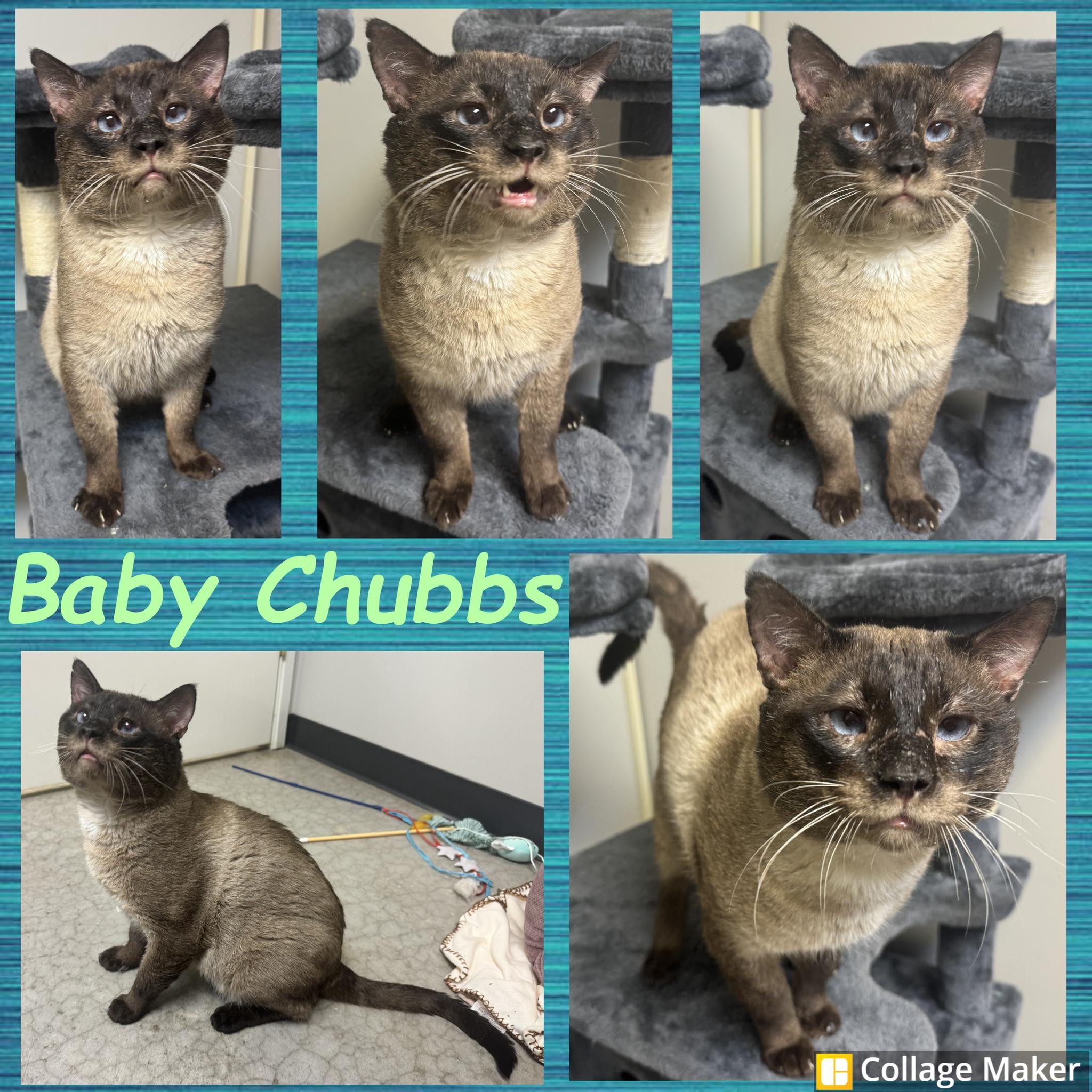 Baby Chubbs, ADOPTABLE, Adult Male Siamese.