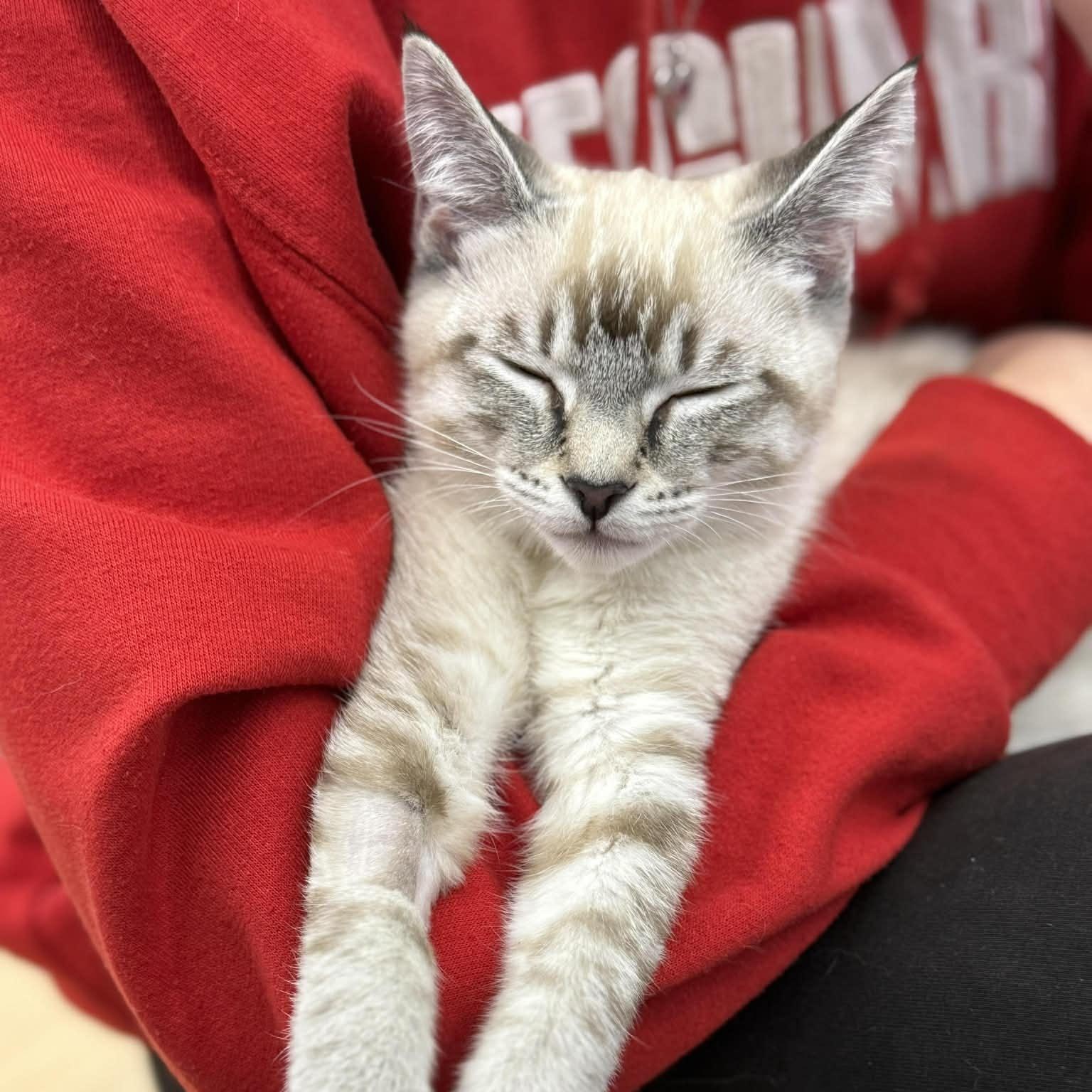 Sora INDOOR ONLY, adopted, Kitten Female Siamese & Domestic Short Hair.