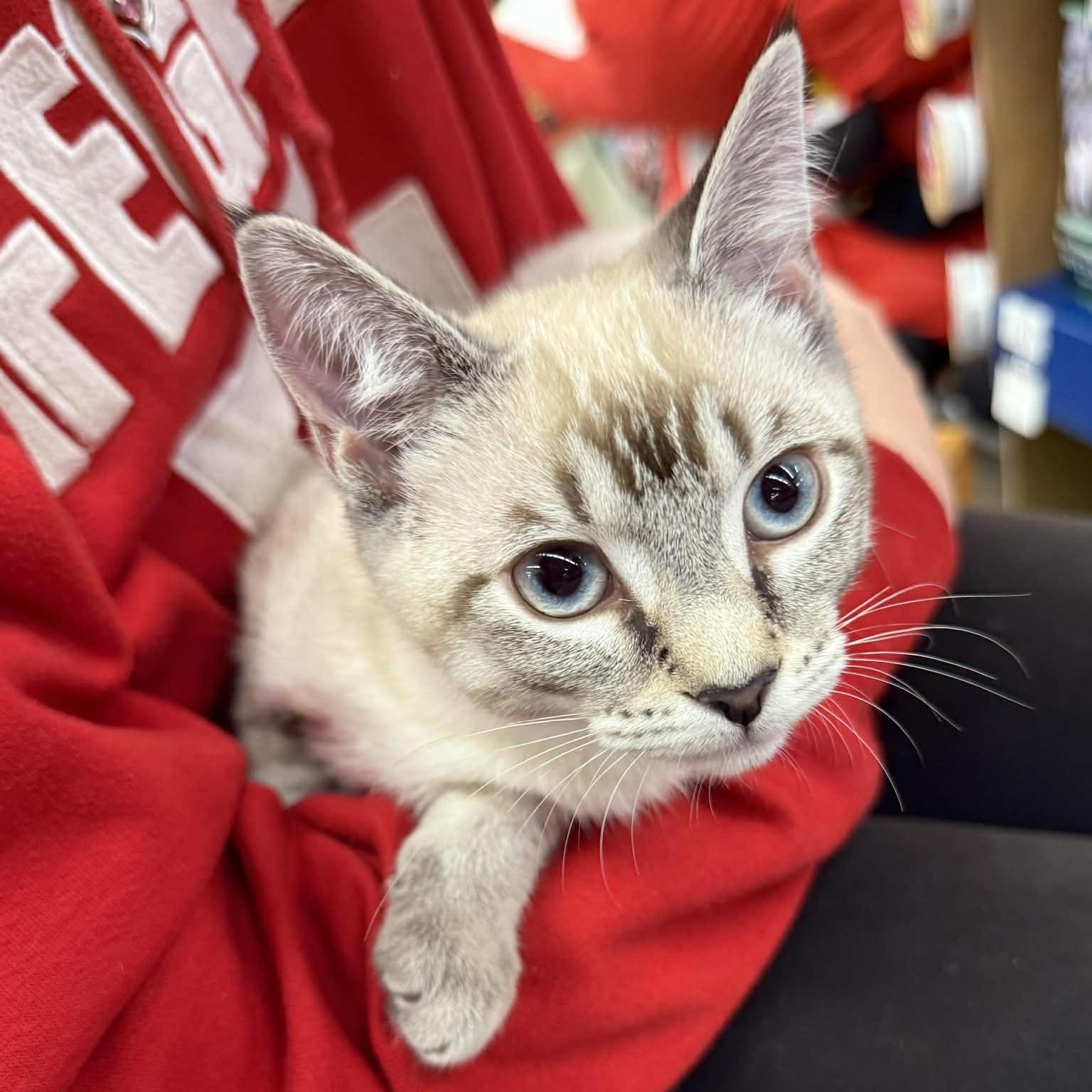 Enlarge Sora INDOOR ONLY, an adopted mixed breed in Stockton, CA image 3/3