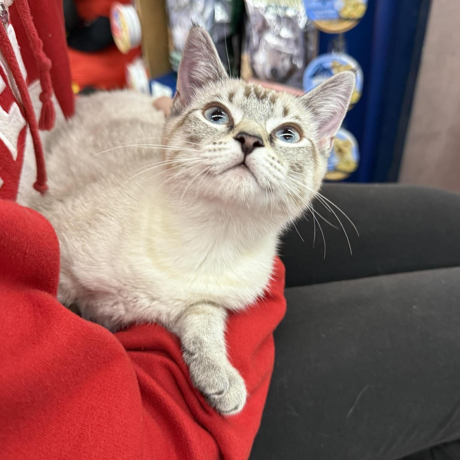 Enlarge Sora INDOOR ONLY, an adopted mixed breed in Stockton, CA image 2/3