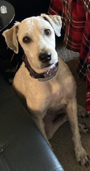 Enlarge Ellie, a Adoptable Wheaten Terrier in New Braunfels, TX image 1/2