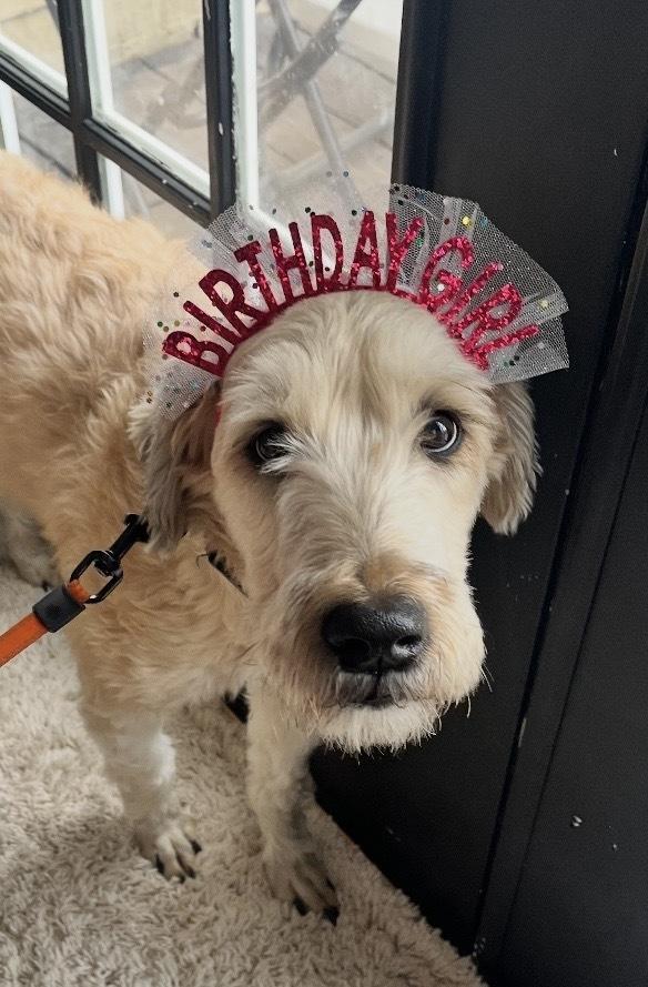 Enlarge Ellie, a Adoptable Wheaten Terrier in New Braunfels, TX image 2/2