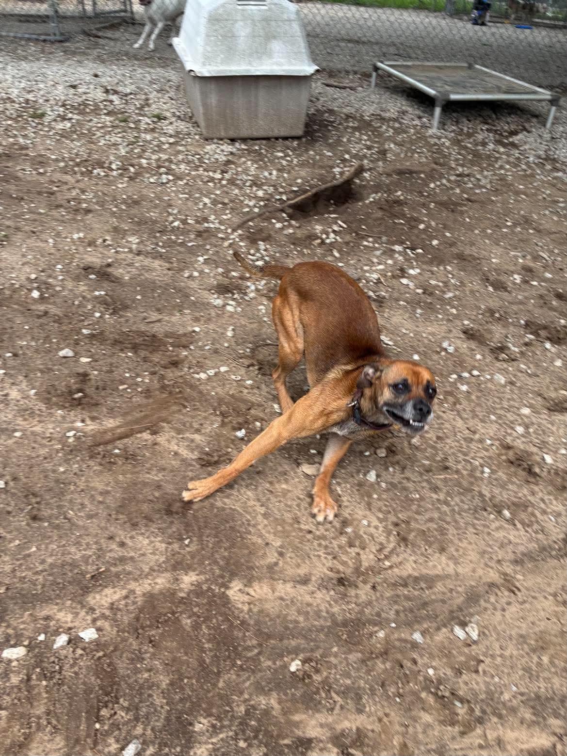Enlarge Jerry, a ADOPTABLE mixed breed in Mason City, IL image 4/5