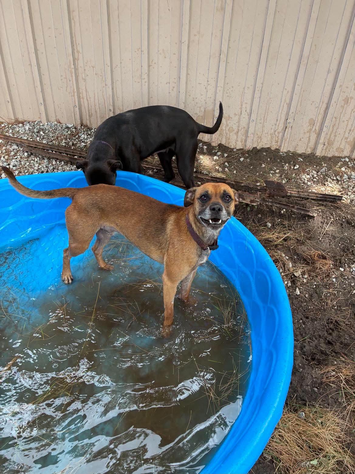 Enlarge Jerry, a ADOPTABLE mixed breed in Mason City, IL image 5/5