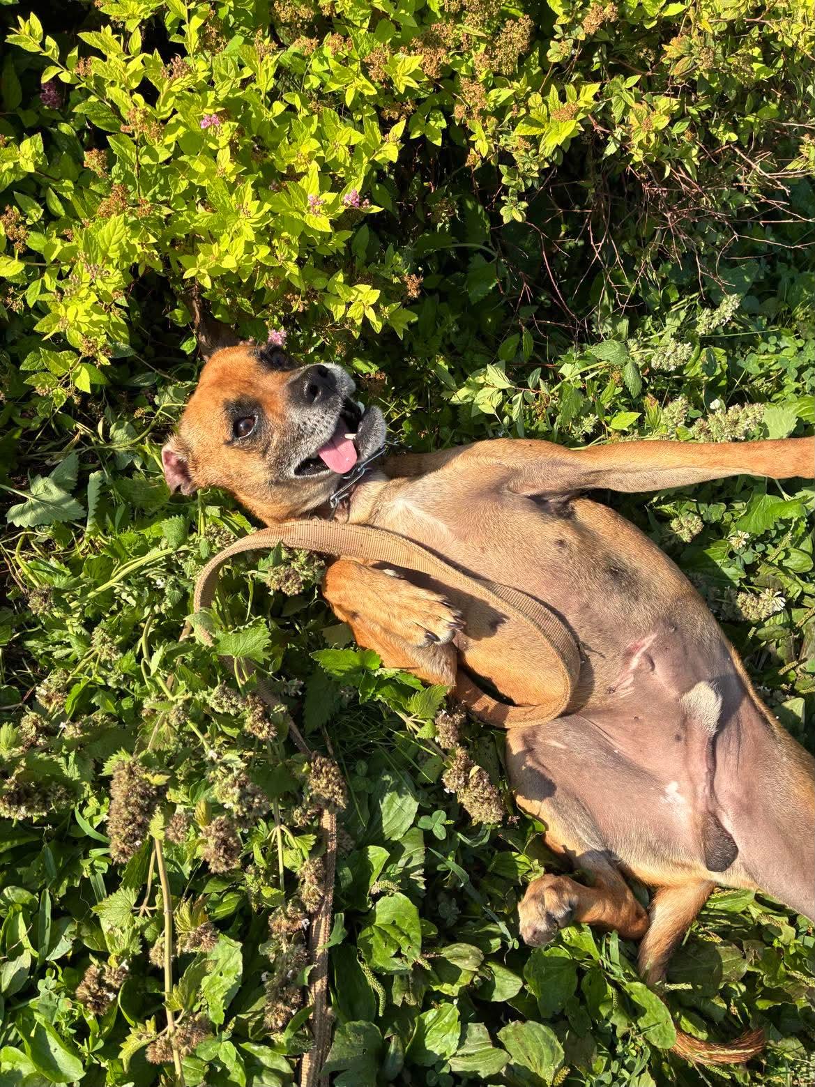 Jerry, ADOPTABLE, Adult Male Chihuahua.
