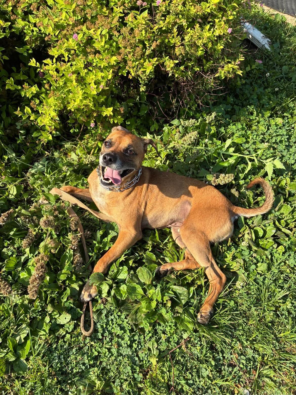 Enlarge Jerry, a ADOPTABLE mixed breed in Mason City, IL image 3/5