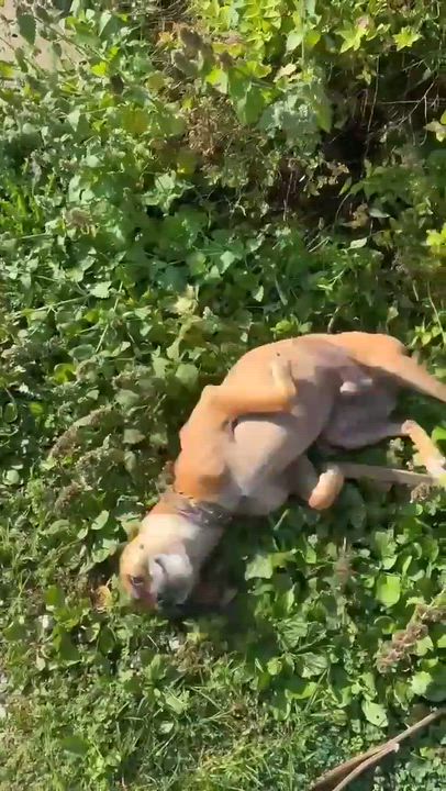 Enlarge Jerry, a ADOPTABLE mixed breed in Mason City, IL video 1/5