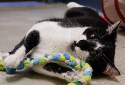 Enlarge Mickey, a Adoptable mixed breed in Baraboo, WI image 1/3