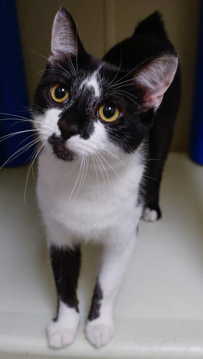 Enlarge Mickey, a Adoptable mixed breed in Baraboo, WI image 2/3