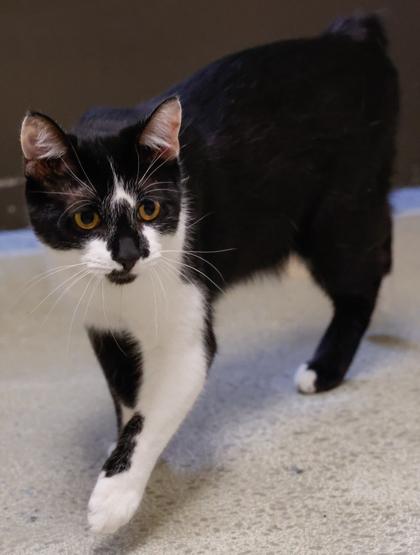 Enlarge Mickey, a Adoptable mixed breed in Baraboo, WI image 3/3