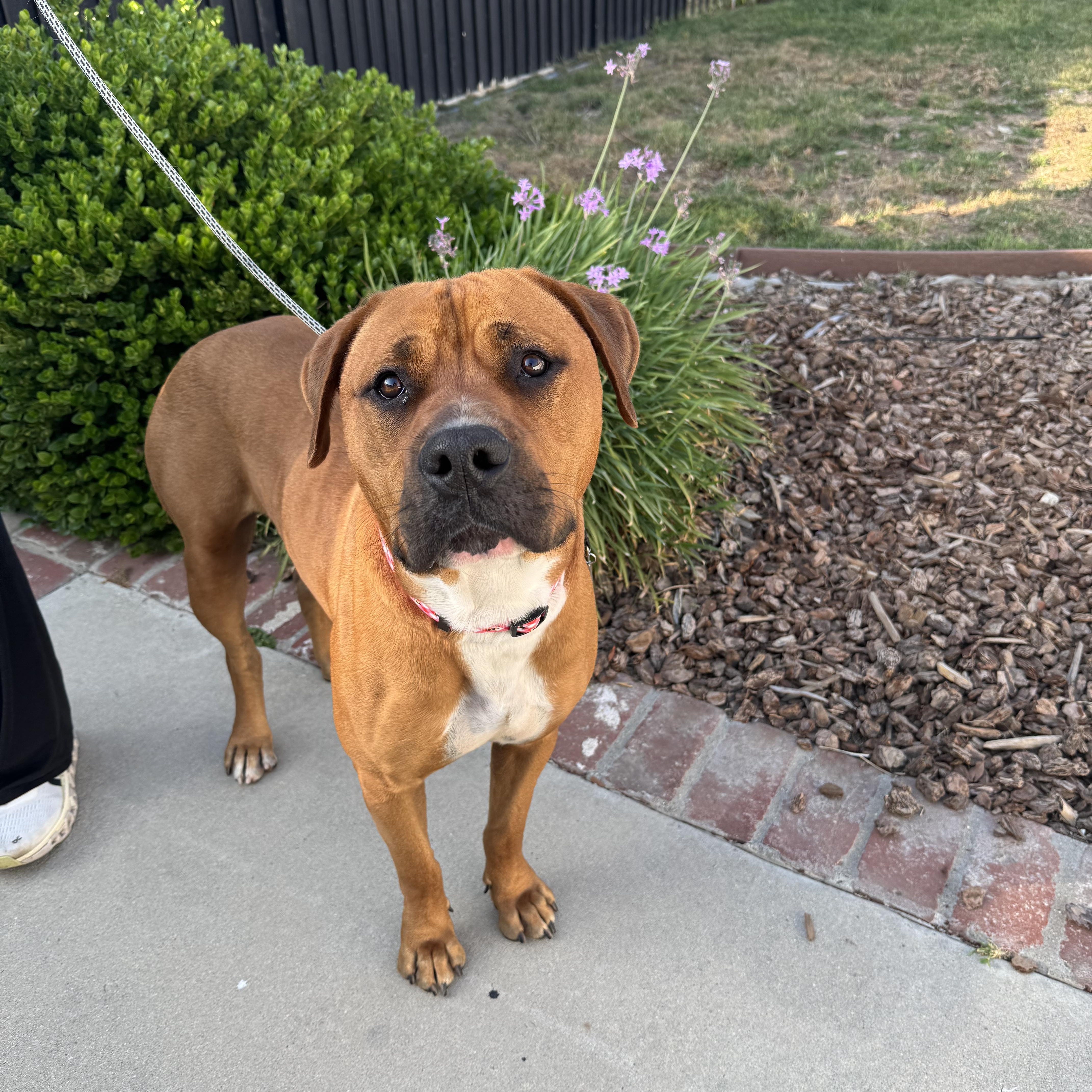 Angus, a Adoptable mixed breed in Sun Valley, CA image 2/6