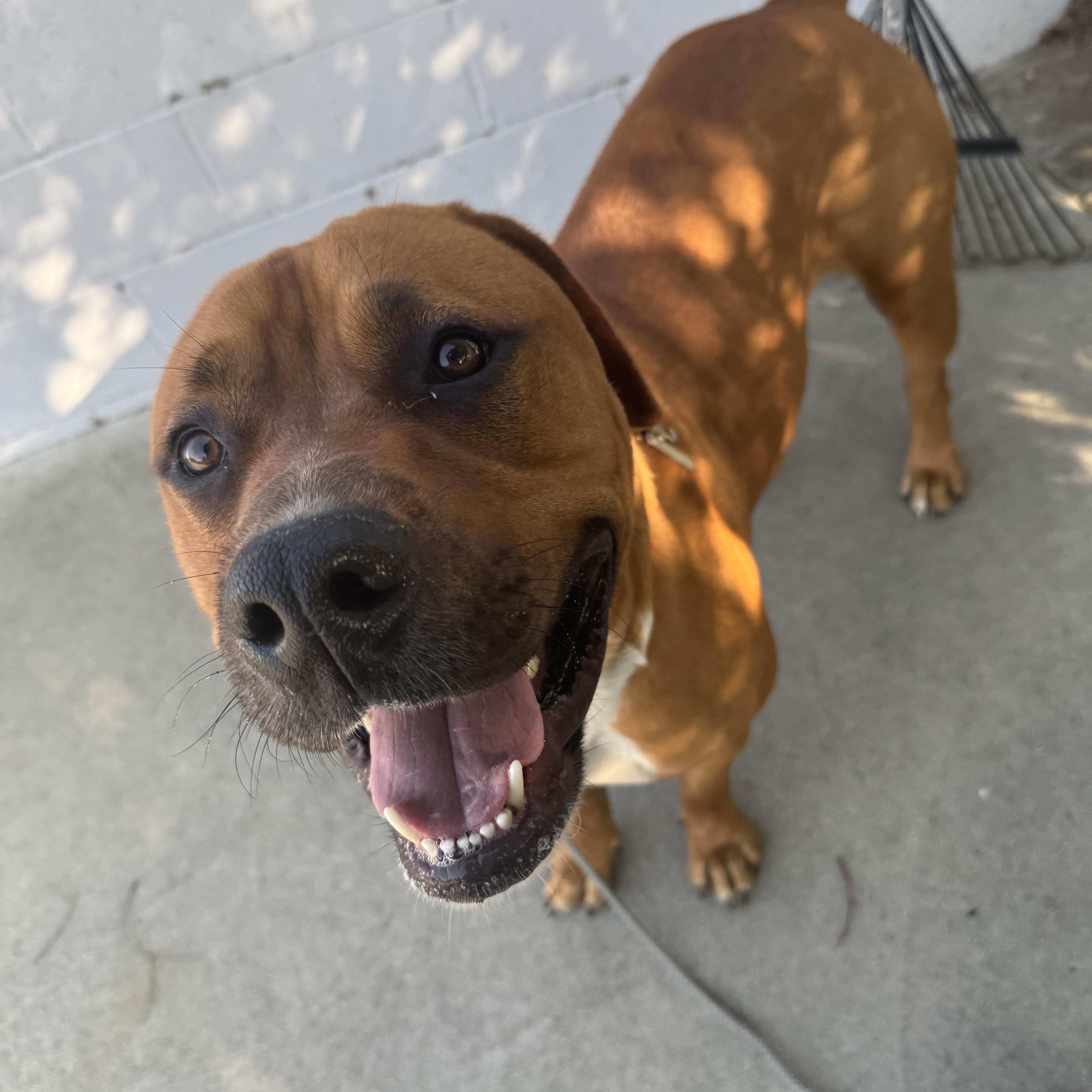 Angus, a Adoptable mixed breed in Sun Valley, CA image 3/6