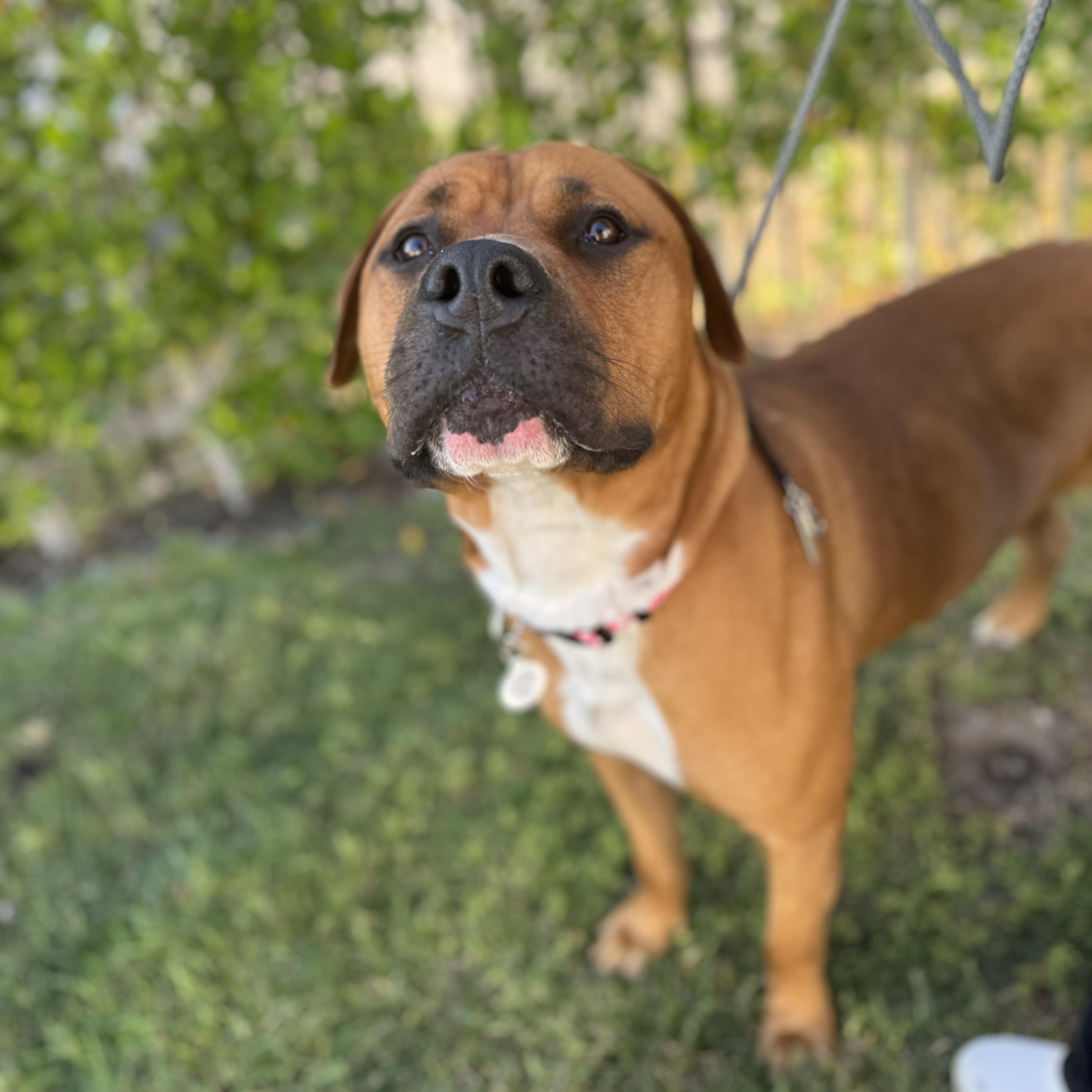 Angus, a Adoptable mixed breed in Sun Valley, CA image 1/6