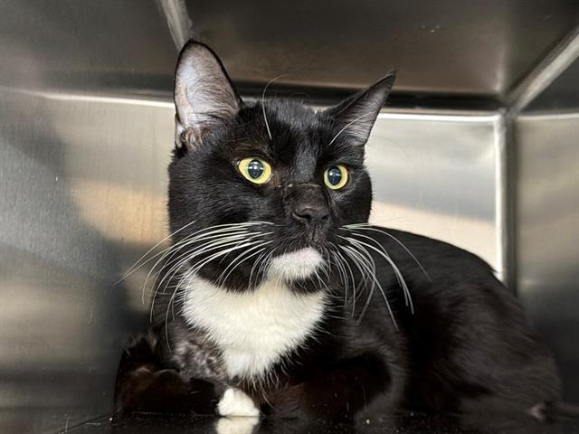 Enlarge PHIL, a Adoptable Domestic Short Hair in Santa Rosa, CA image 1/1