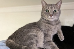 Sprite, a Adoptable Tabby in Palmyra, VA image 3/6