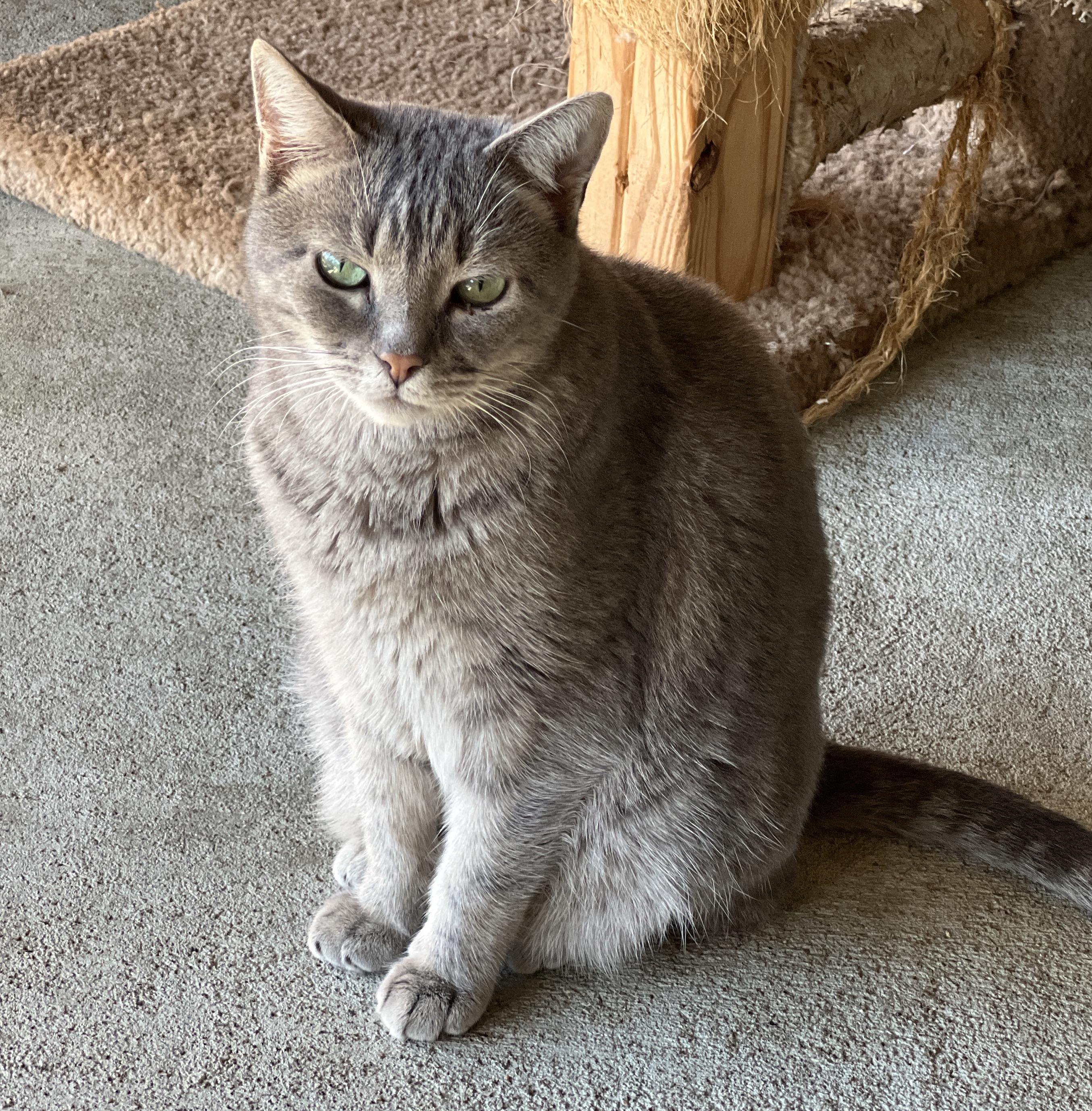 Sprite, a Adoptable Tabby in Palmyra, VA image 4/6