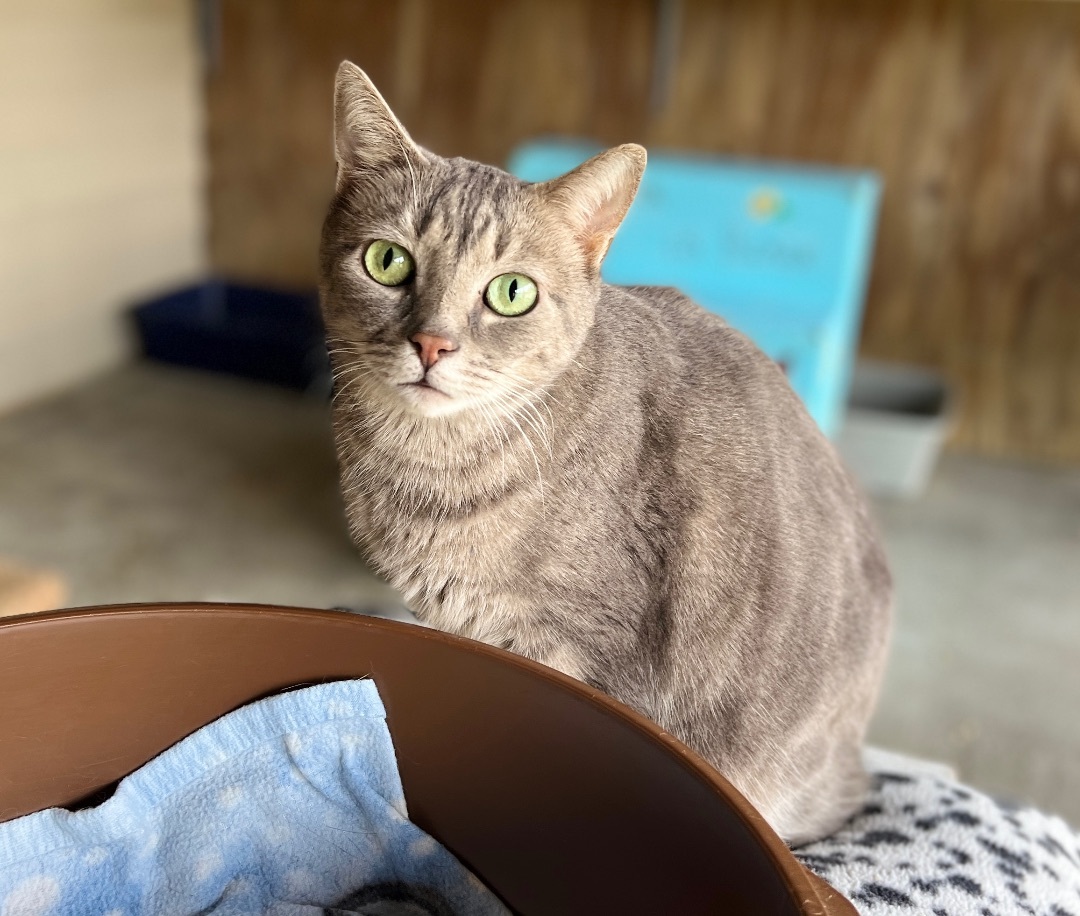 Sprite, a Adoptable Tabby in Palmyra, VA image 1/6
