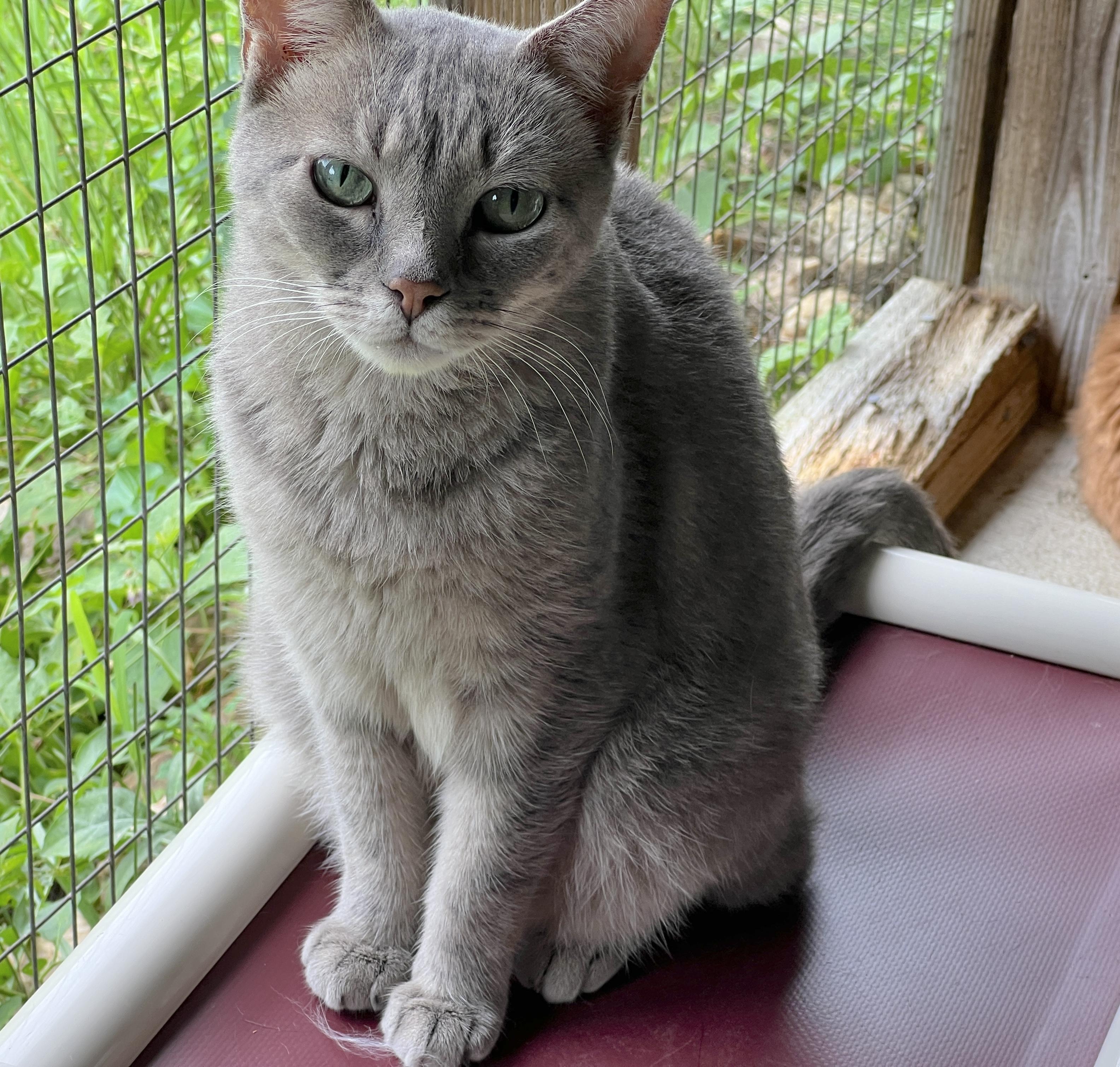 Sprite, a Adoptable Tabby in Palmyra, VA image 2/6