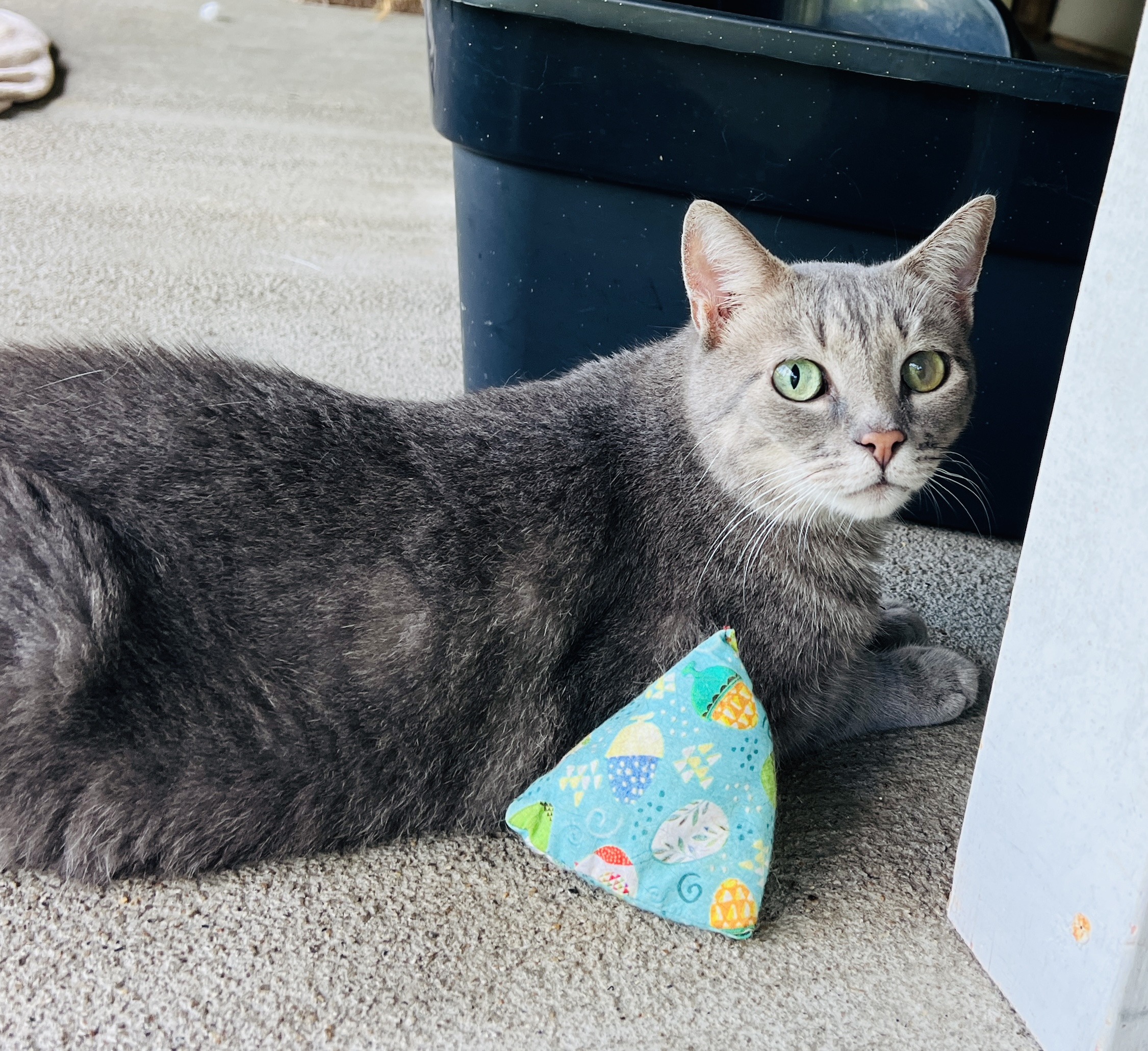 Sprite, a Adoptable Tabby in Palmyra, VA image 6/6