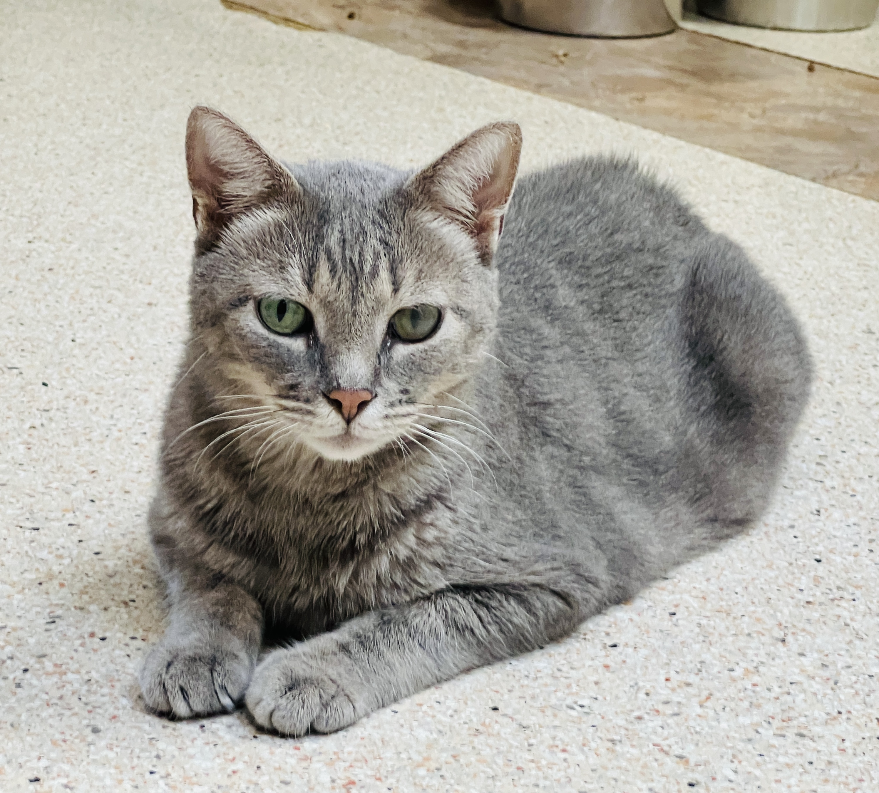Sprite, a Adoptable Tabby in Palmyra, VA image 5/6