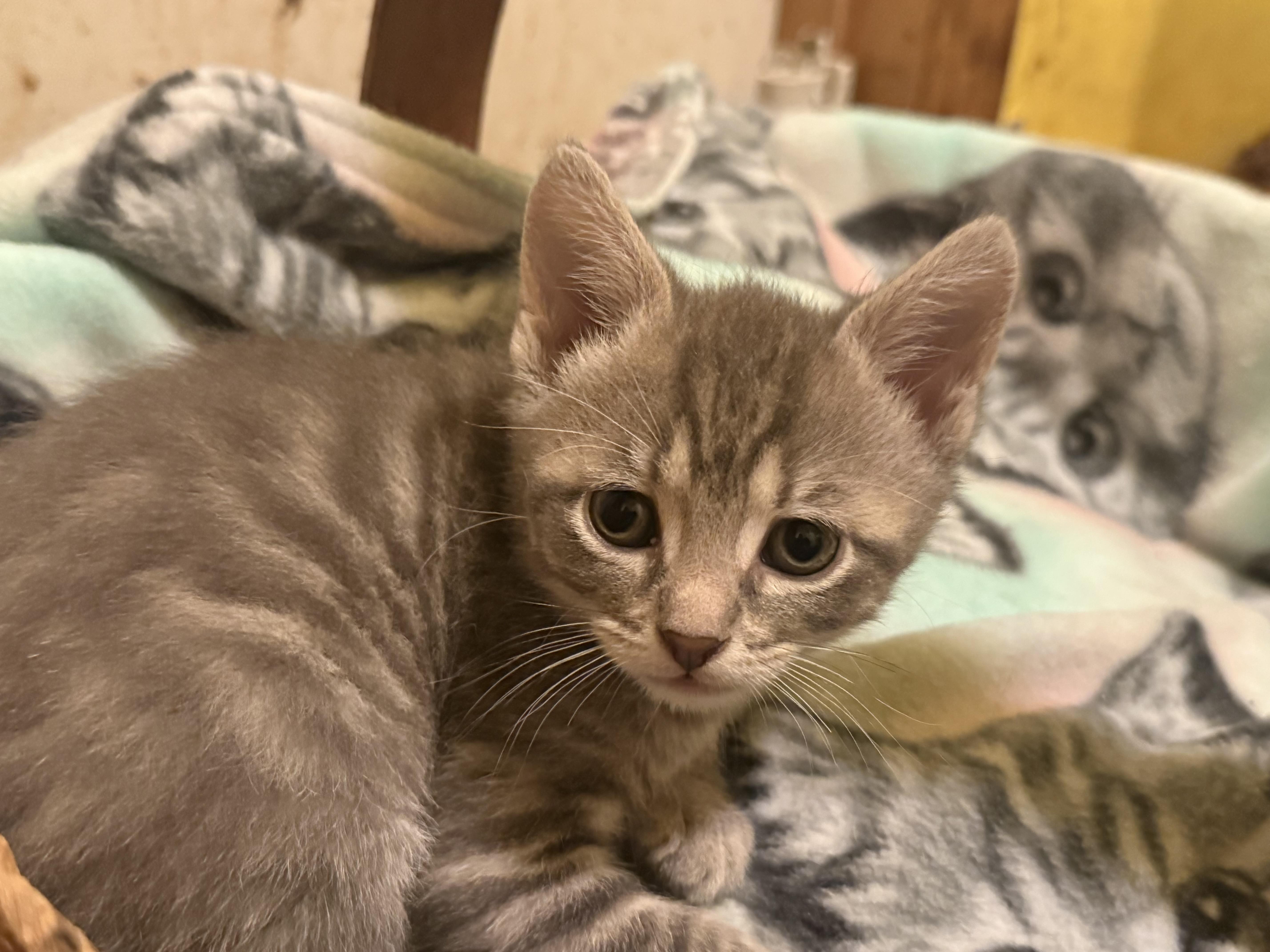 Fern, Baby Female unknown
