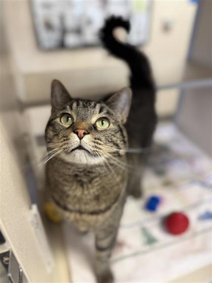 Kingsley, Adoptable, Adult Male Domestic Short Hair & Domestic Short Hair.