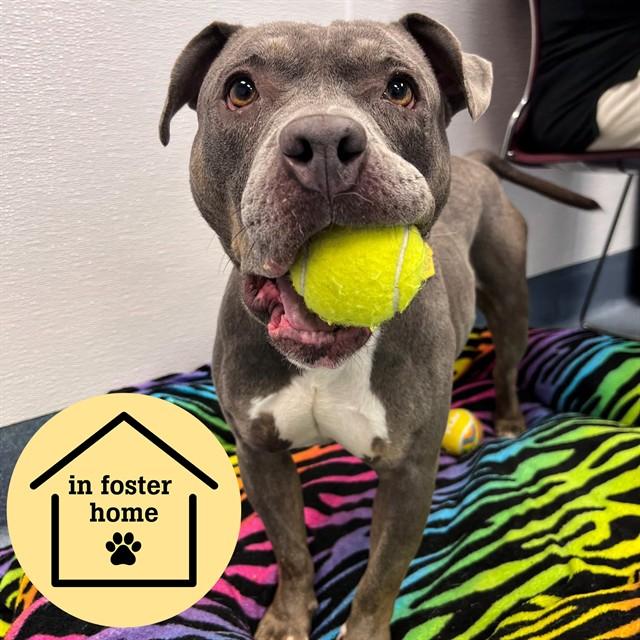 ALLEGRA, Adoptable, Adult Female Pit Bull Terrier.