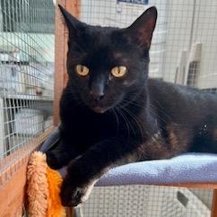 Beerus, Adoptable, Senior Female Domestic Short Hair.