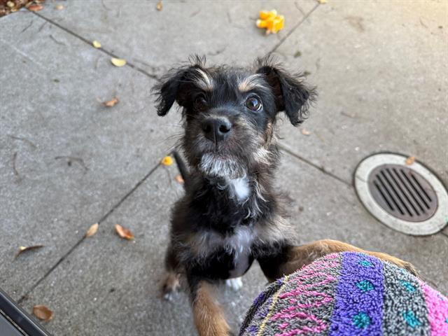 Benito, Adoptable, Puppy Male Schnauzer & Border Terrier.