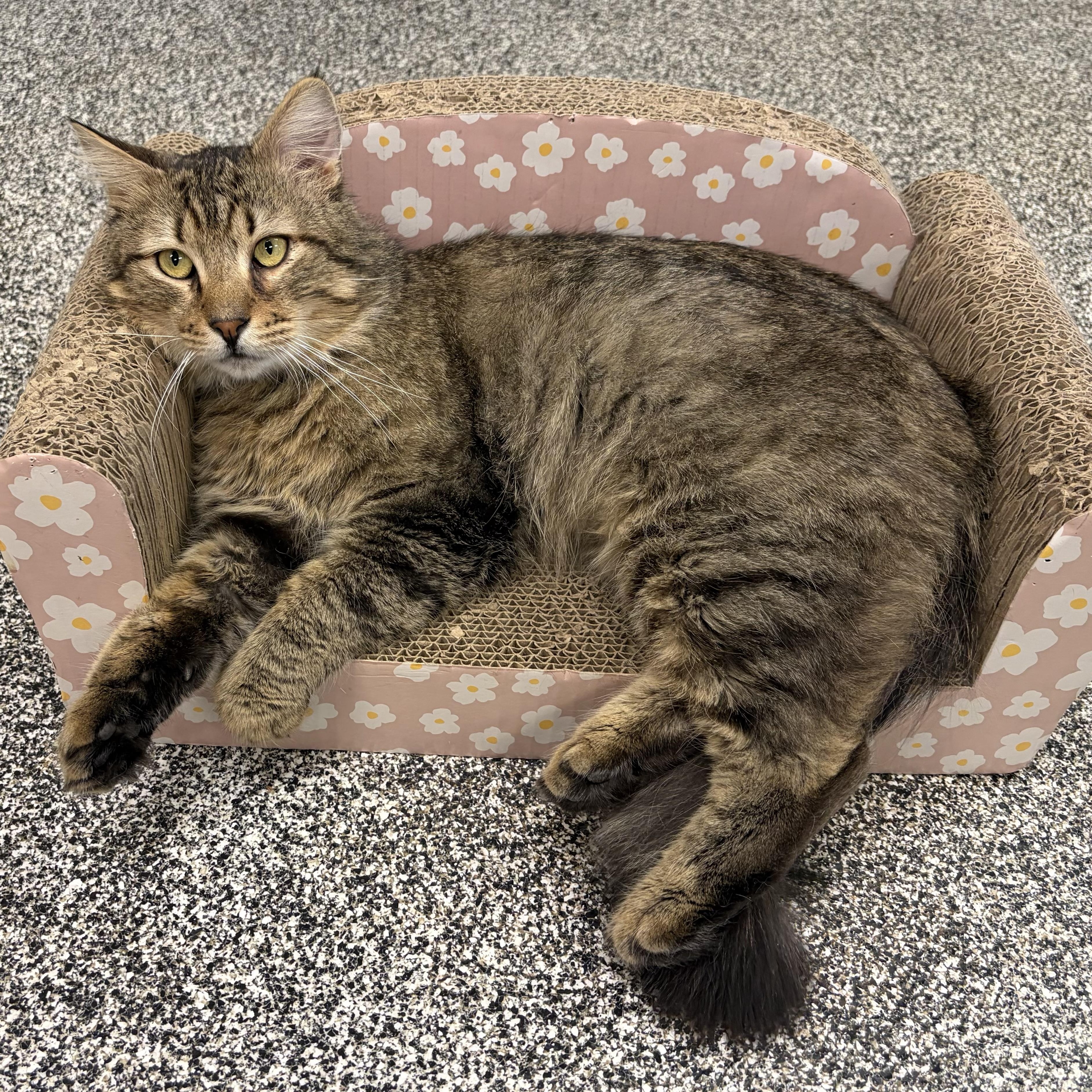 Enlarge Duke , a ADOPTABLE Tabby in Jackson, CA image 3/4