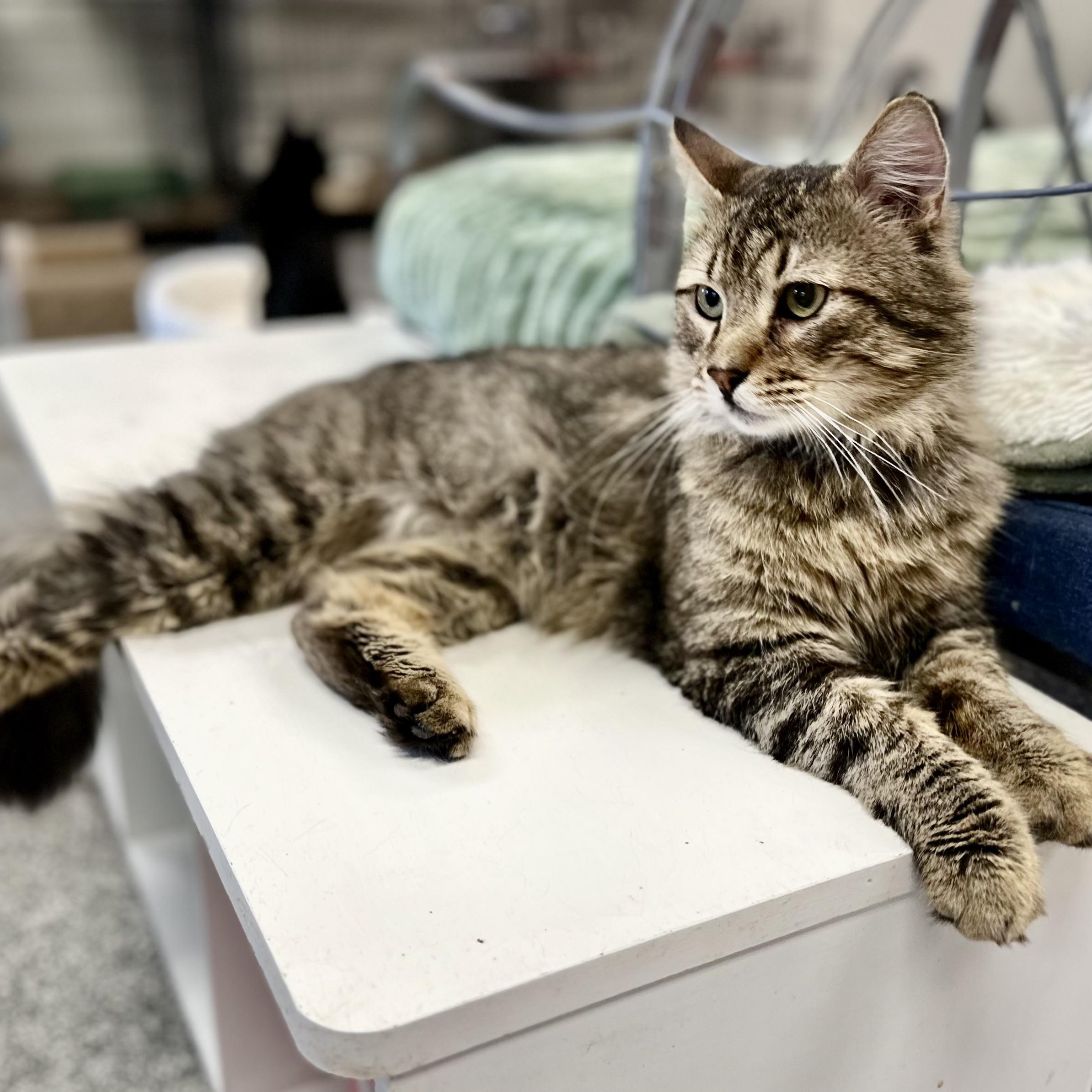 Enlarge Duke , a ADOPTABLE Tabby in Jackson, CA image 2/4