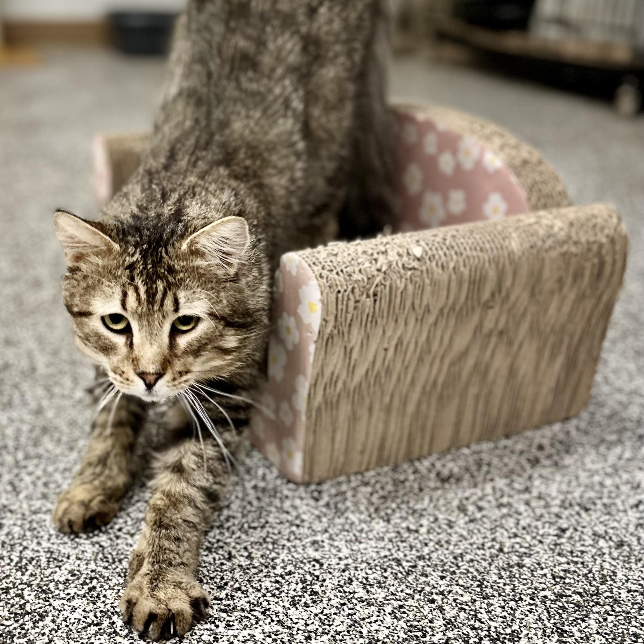 Enlarge Duke , a ADOPTABLE Tabby in Jackson, CA image 1/4