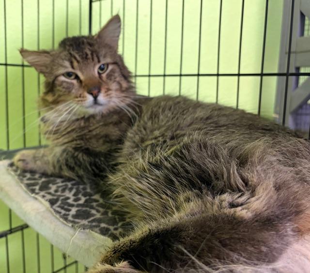 Enlarge Duke , a ADOPTABLE Tabby in Jackson, CA image 1/2