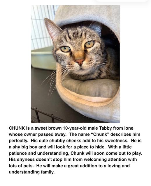 Enlarge Duke , a ADOPTABLE Tabby in Jackson, CA image 2/2