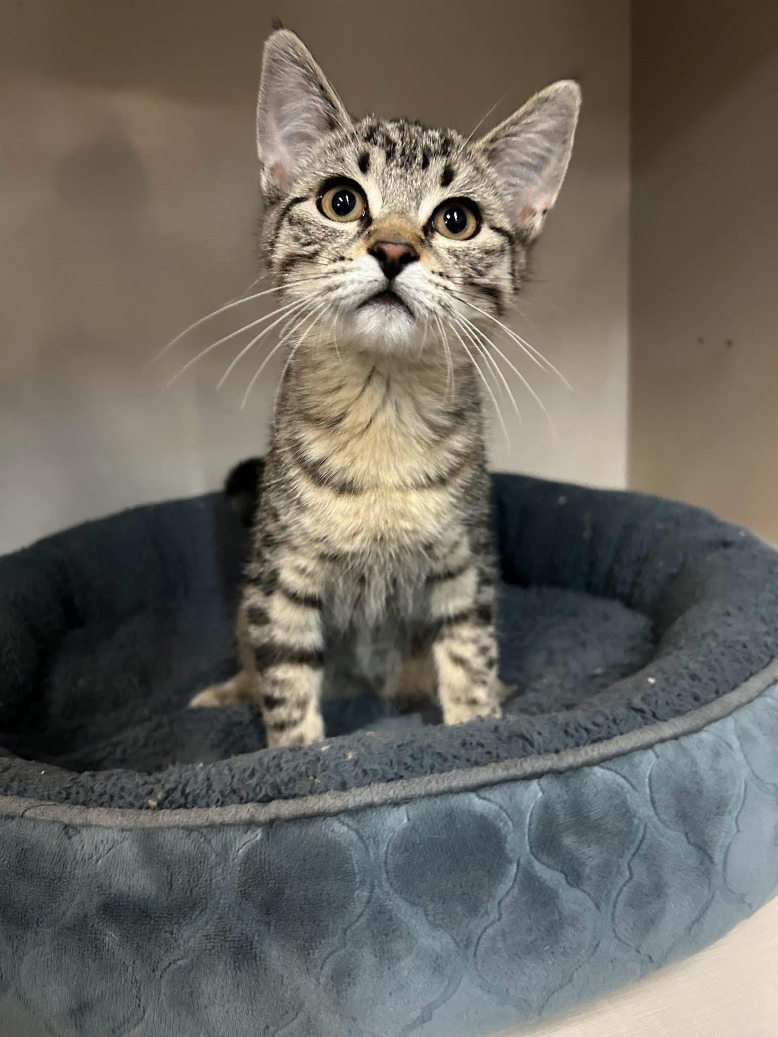 Marjorie, Adoptable, Kitten Female Domestic Short Hair.