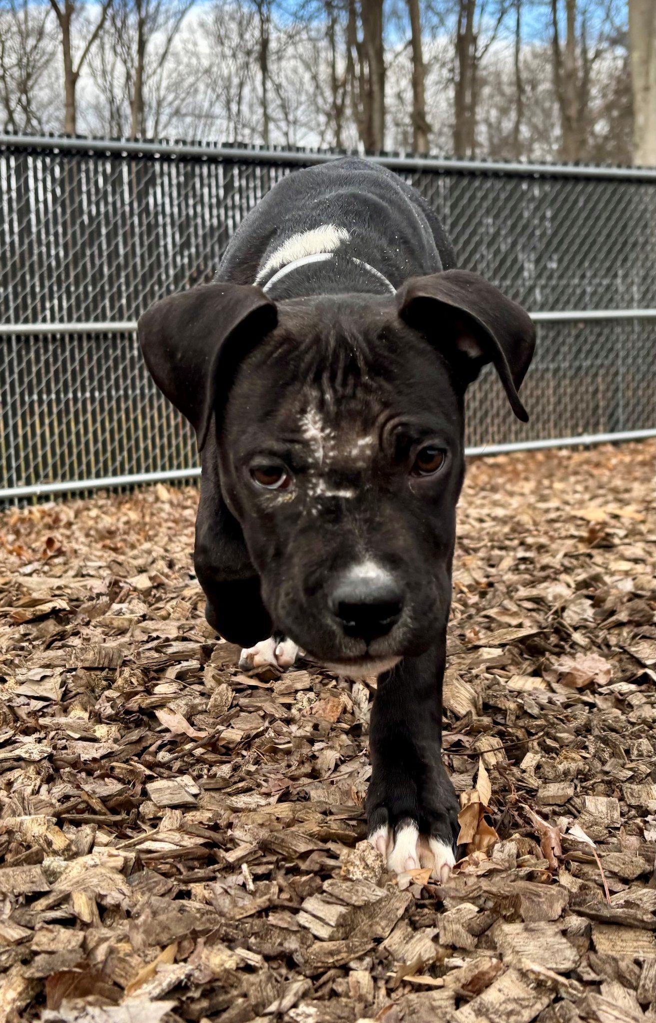 Enlarge Nicholas-#49981, a ADOPTABLE mixed breed in Columbia, MD image 2/2