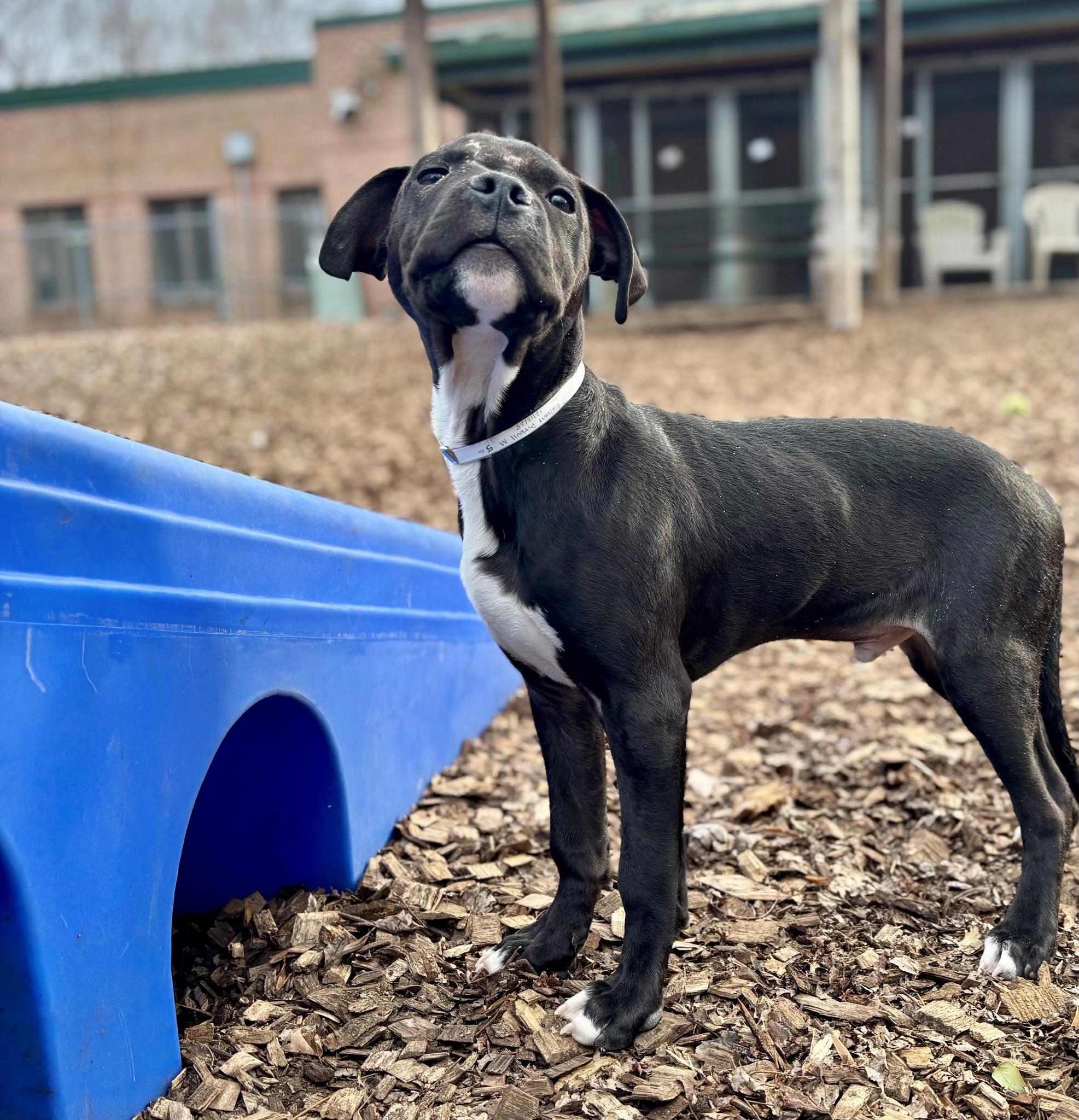Enlarge Nicholas-#49981, a ADOPTABLE mixed breed in Columbia, MD image 1/2