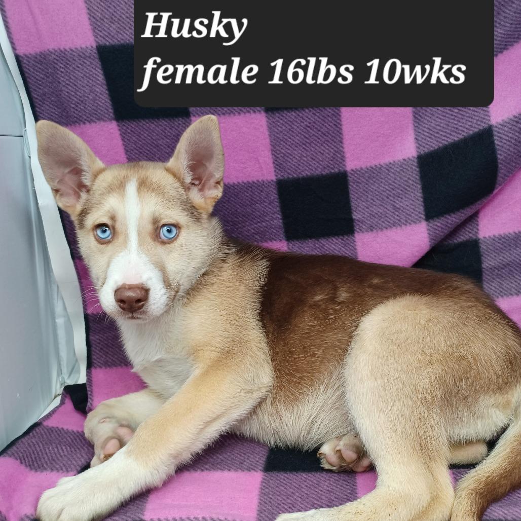 Scarlet, Adoptable, Puppy Female Husky.