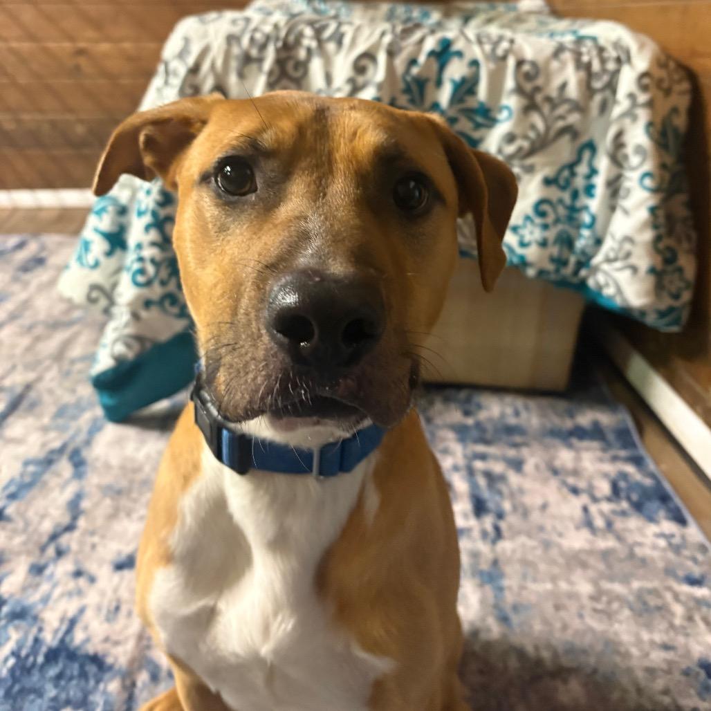 Enlarge Tioga, a Adoptable Mixed Breed in Bangall, NY image 1/2