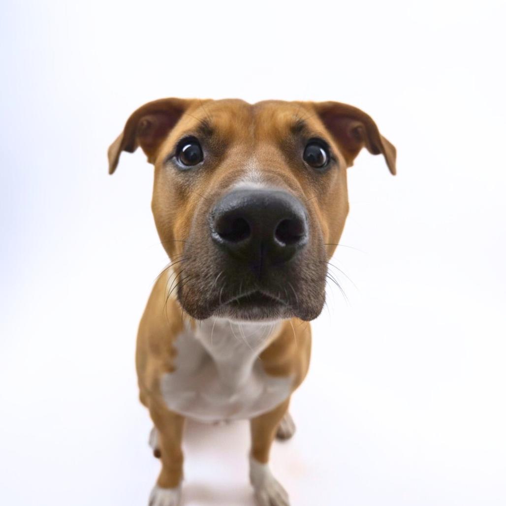 Enlarge Tioga, a Adoptable Mixed Breed in Bangall, NY image 2/2