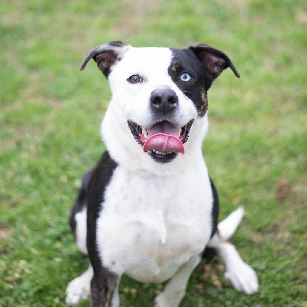 Dolly, Adoptable, Adult Female Mixed Breed & Mixed Breed.