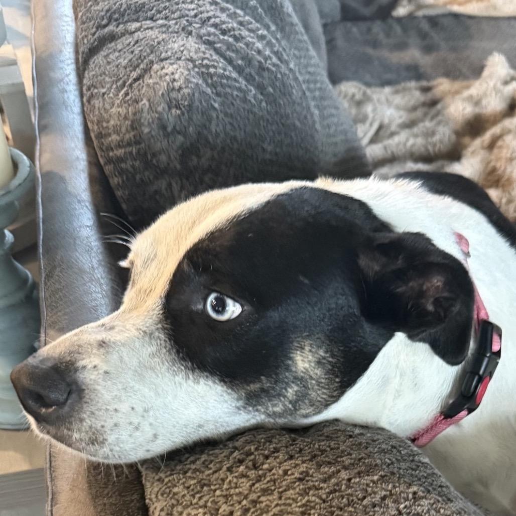 Enlarge Dolly, a Adoptable mixed breed in Brownsboro, AL image 2/6