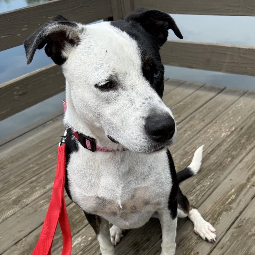 Enlarge Dolly, a Adoptable mixed breed in Brownsboro, AL image 3/6