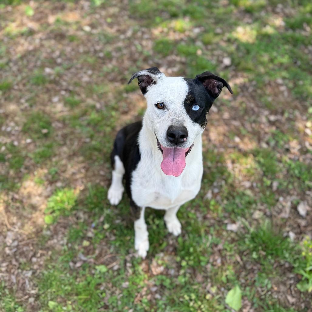 Enlarge Dolly, a Adoptable mixed breed in Brownsboro, AL image 4/6