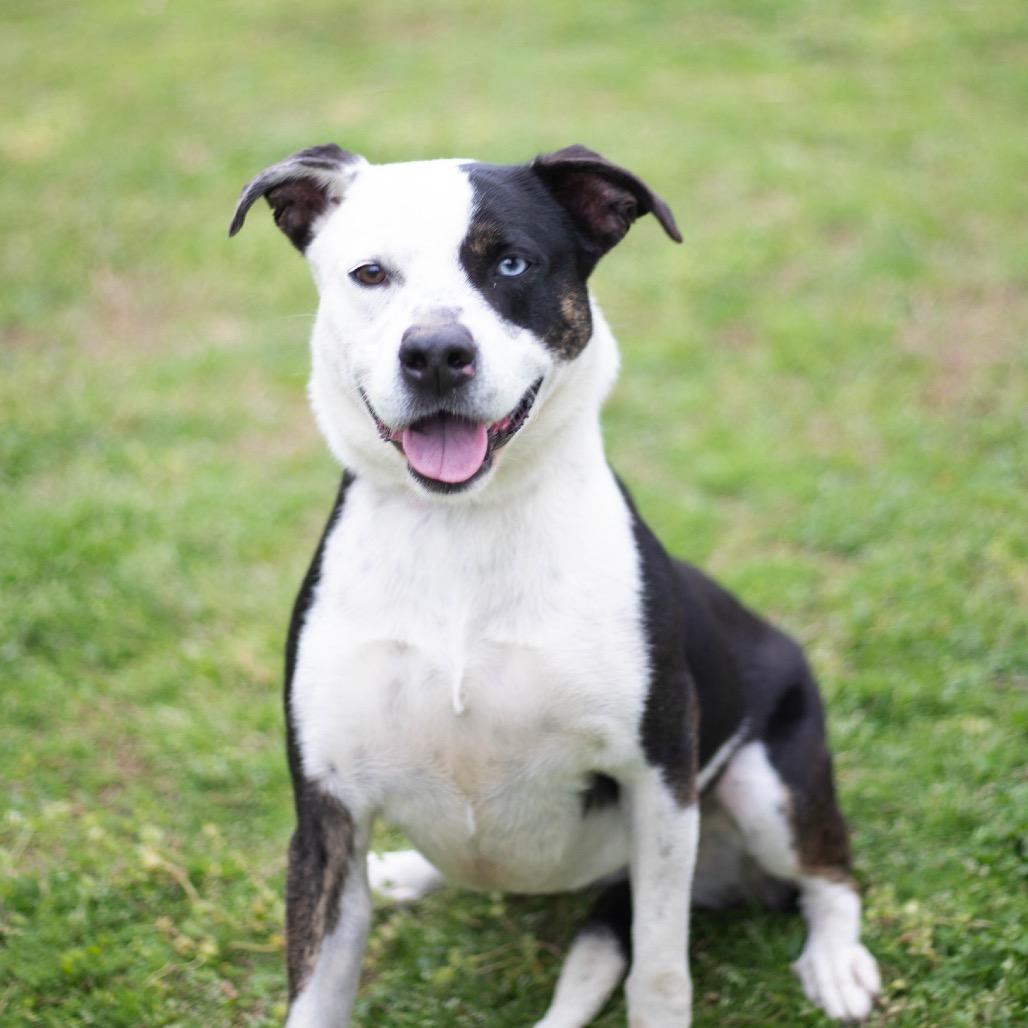 Enlarge Dolly, a Adoptable mixed breed in Brownsboro, AL image 5/6
