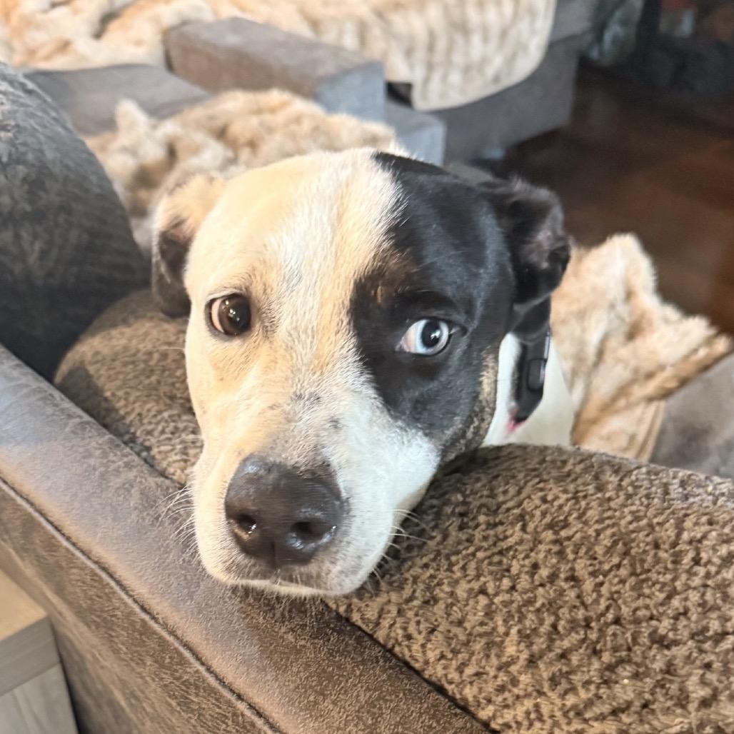 Enlarge Dolly, a Adoptable mixed breed in Brownsboro, AL image 6/6