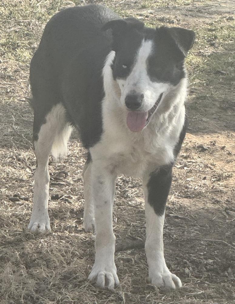 Enlarge Hook #1224, a ADOPTABLE Border Collie in Allen, TX image 5/5